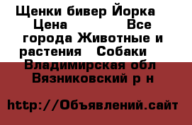 Щенки бивер Йорка  › Цена ­ 30 000 - Все города Животные и растения » Собаки   . Владимирская обл.,Вязниковский р-н